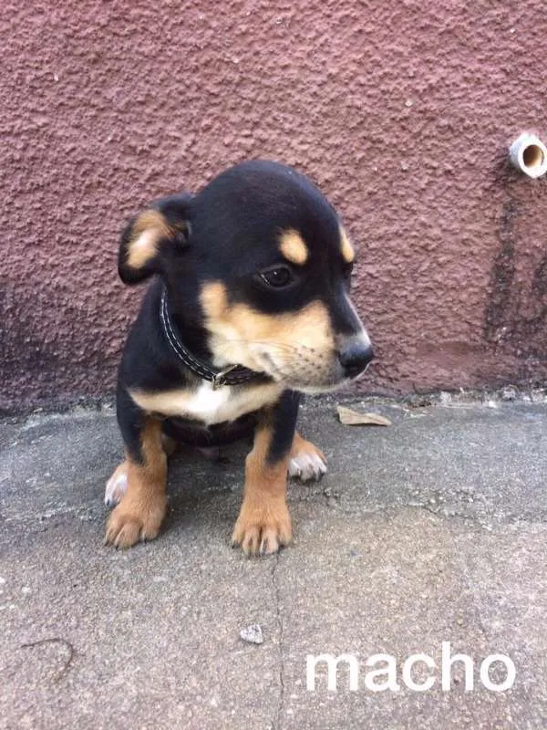 Cachorro ra a srd idade 2 a 6 meses nome Bebê