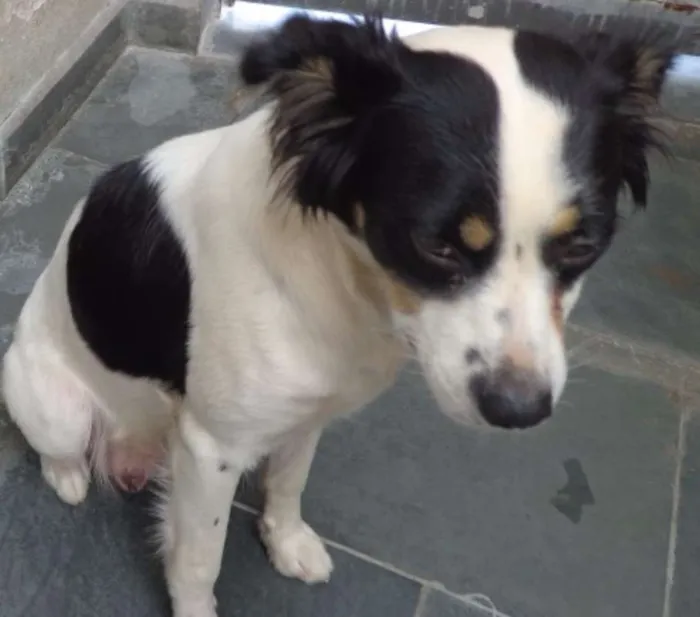 Cachorro ra a mix idade  nome Princesa