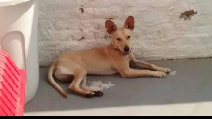 Cachorro ra a srd idade  nome Picolino