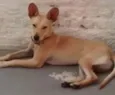 Picolino