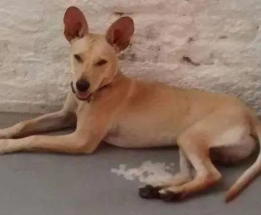 Cachorro ra a srd idade  nome Picolino