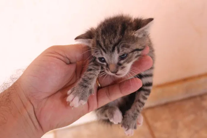 Gato raça sem raça idade Abaixo de 2 meses nome Sem nome