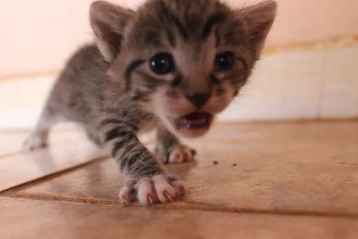 Gato raça sem raça idade Abaixo de 2 meses nome Sem nome
