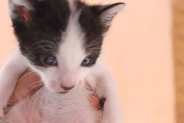 Gato raça sem raça idade Abaixo de 2 meses nome Sem nome