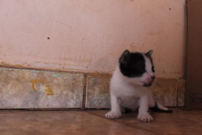 Gato raça sem raça idade Abaixo de 2 meses nome Sem nome