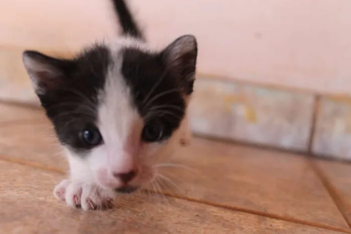 Gato raça sem raça idade Abaixo de 2 meses nome Sem nome