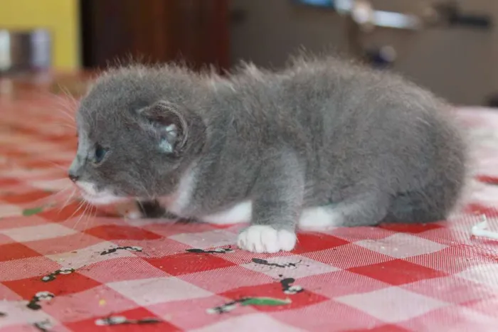 Gato raça sem raça idade Abaixo de 2 meses nome Sem nome