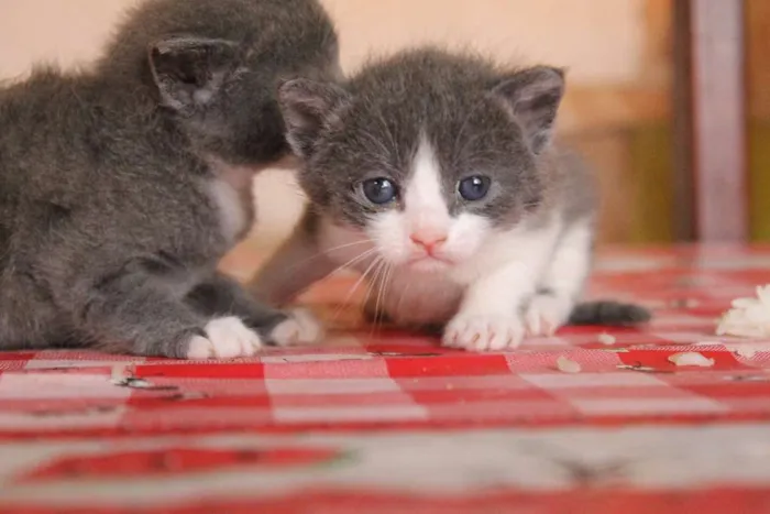 Gato raça sem raça idade Abaixo de 2 meses nome Sem nome