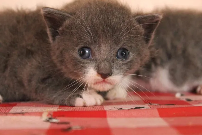 Gato raça sem raça idade Abaixo de 2 meses nome Sem nome