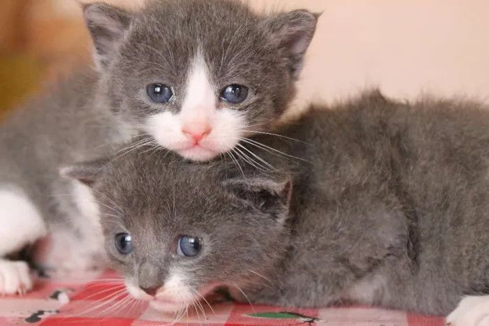 Gato raça sem raça idade Abaixo de 2 meses nome Sem nome