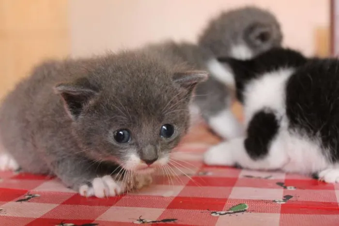 Gato raça sem raça idade Abaixo de 2 meses nome Sem nome