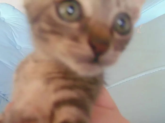 Gato ra a SRD idade 2 a 6 meses nome Fred/Ozzi/Elza