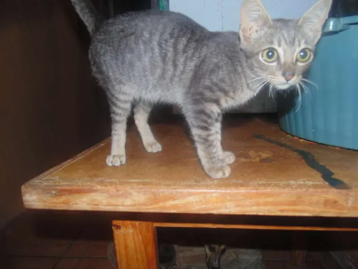 Gato ra a SRD idade 2 a 6 meses nome Fred/Ozzi/Elza