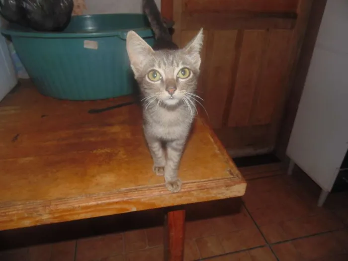 Gato ra a SRD idade 2 a 6 meses nome Fred/Ozzi/Elza