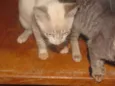Fred/Ozzi/Elza