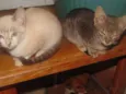 Fred/Ozzi/Elza