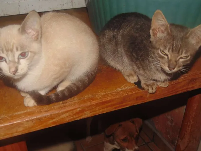 Gato ra a SRD idade 2 a 6 meses nome Fred/Ozzi/Elza