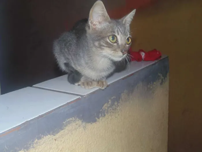 Gato ra a SRD idade 2 a 6 meses nome Fred/Ozzi/Elza