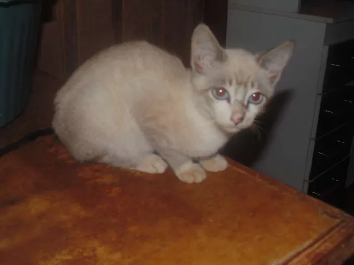 Gato ra a SRD idade 2 a 6 meses nome Fred/Ozzi/Elza