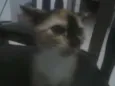 Mu