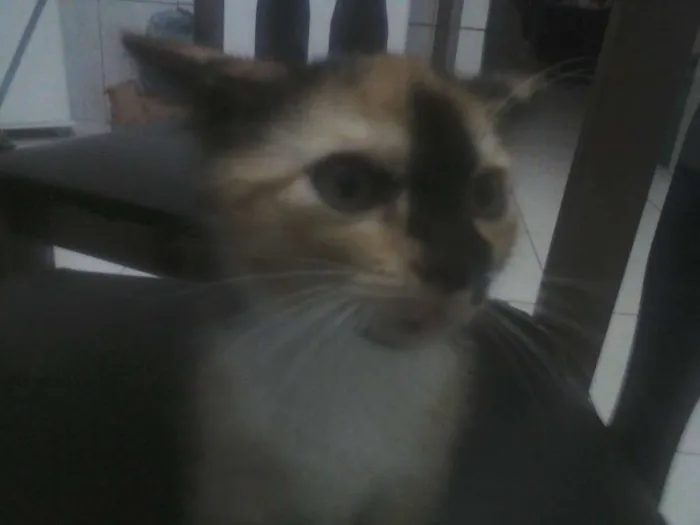 Gato ra a  idade Abaixo de 2 meses nome Mu