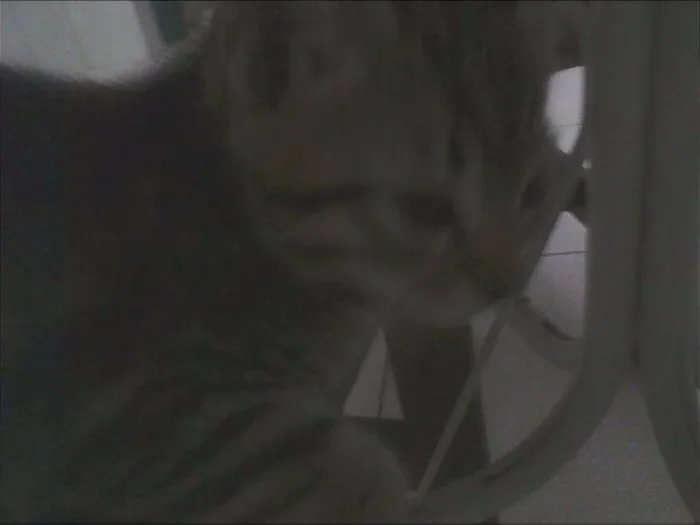 Gato ra a  idade Abaixo de 2 meses nome vanderleia