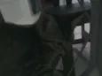 martinha