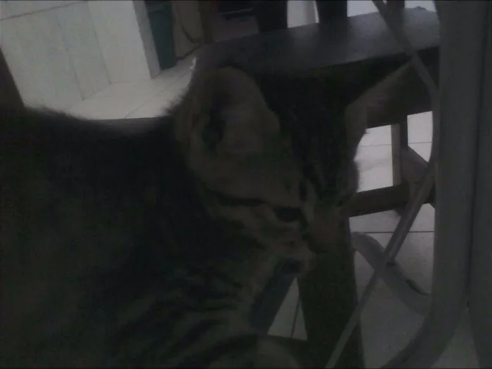 Gato ra a  idade Abaixo de 2 meses nome martinha