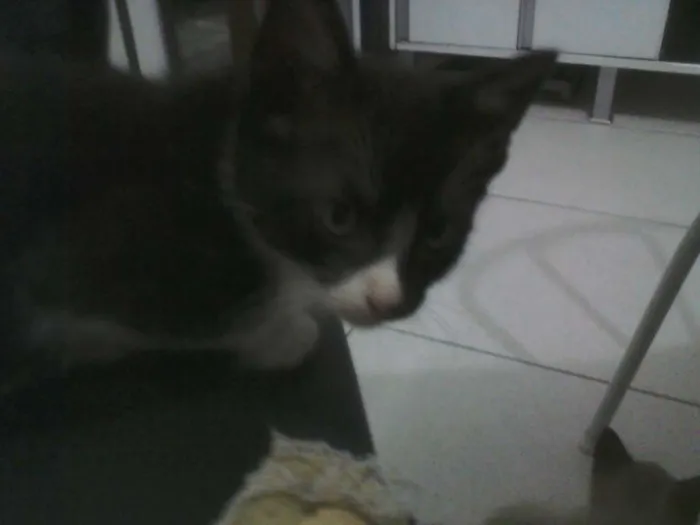 Gato ra a  idade Abaixo de 2 meses nome james bond