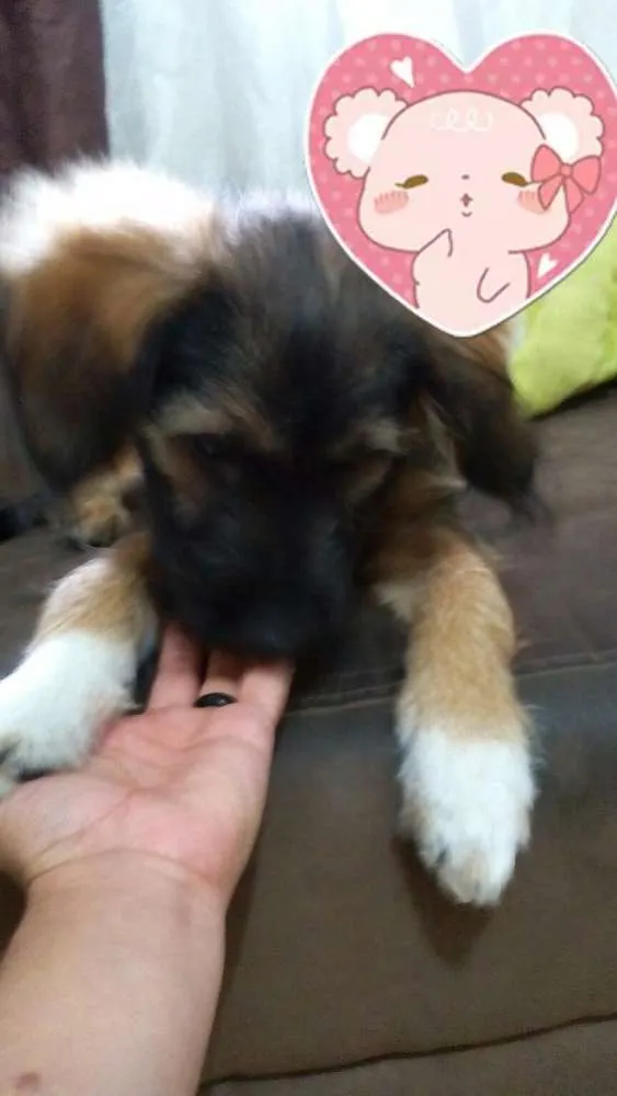 Cachorro ra a SRD idade 2 a 6 meses nome Mel