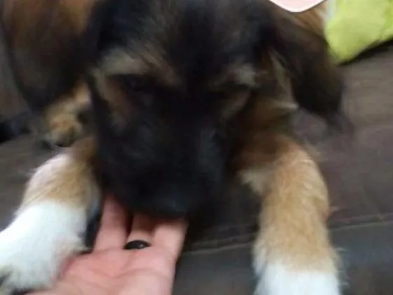 Cachorro ra a SRD idade 2 a 6 meses nome Mel