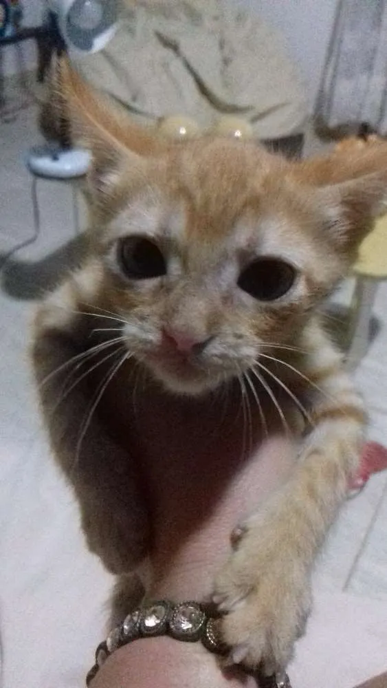 Gato ra a SRD idade Abaixo de 2 meses nome Milu