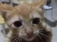 Milu