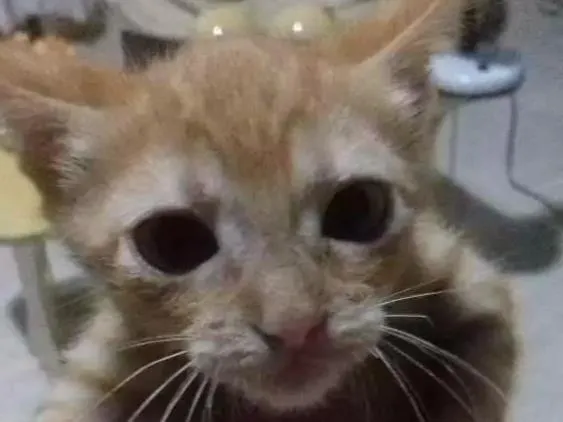 Gato ra a SRD idade Abaixo de 2 meses nome Milu