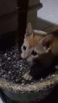 Milu