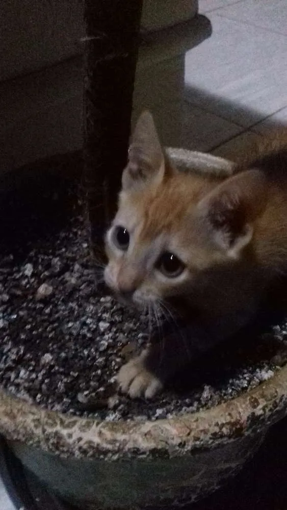 Gato ra a SRD idade Abaixo de 2 meses nome Milu