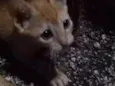 Milu