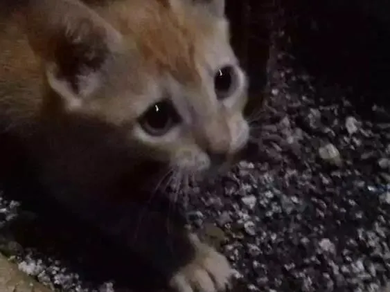 Gato ra a SRD idade Abaixo de 2 meses nome Milu
