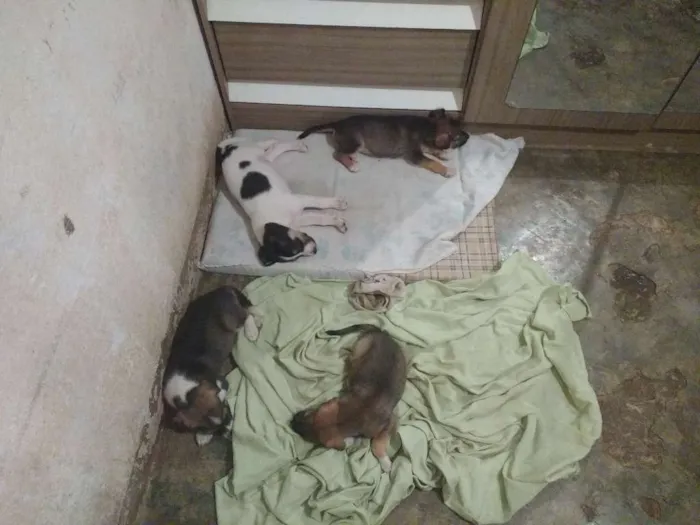 Cachorro ra a Vira lata idade 7 a 11 meses nome Não tem nome 