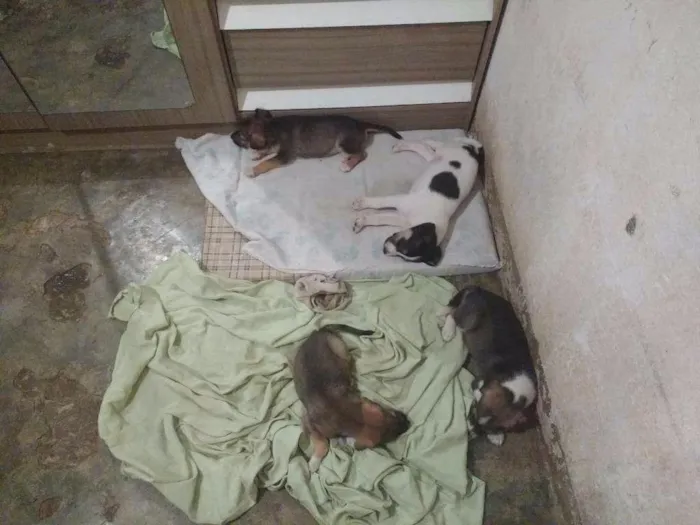 Cachorro ra a Vira lata idade 7 a 11 meses nome Não tem nome 