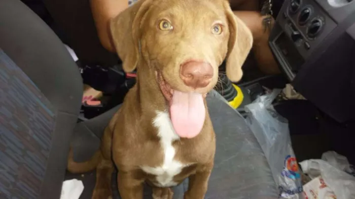 Cachorro ra a  idade 2 a 6 meses nome thor