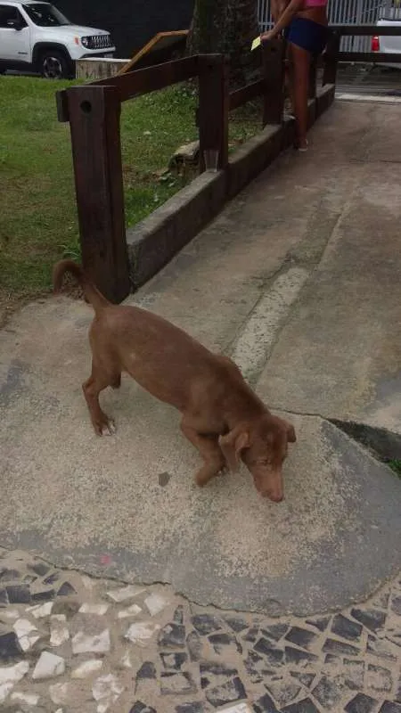 Cachorro ra a  idade 2 a 6 meses nome thor