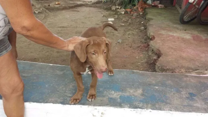 Cachorro ra a  idade 2 a 6 meses nome thor