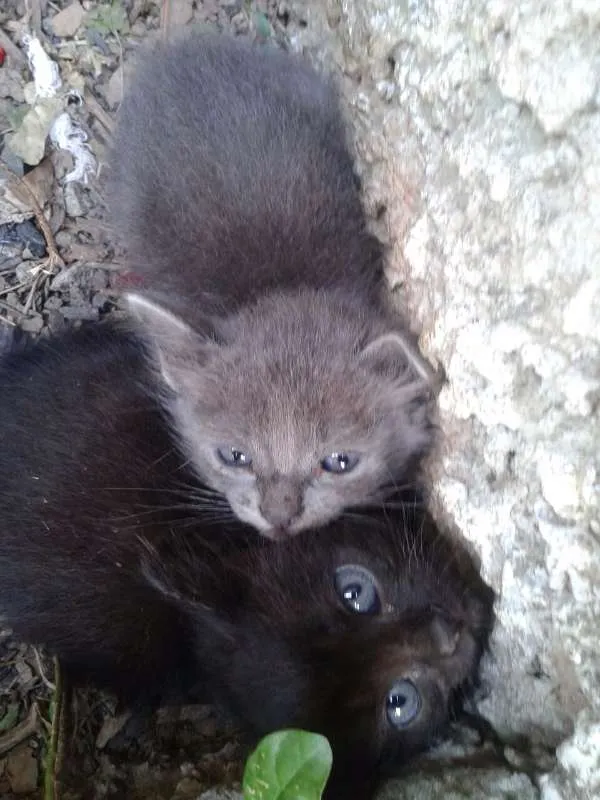 Gato raça sem raça idade Abaixo de 2 meses nome Sem Nome