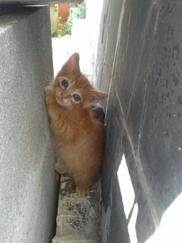 Gato raça sem raça idade Abaixo de 2 meses nome Sem Nome