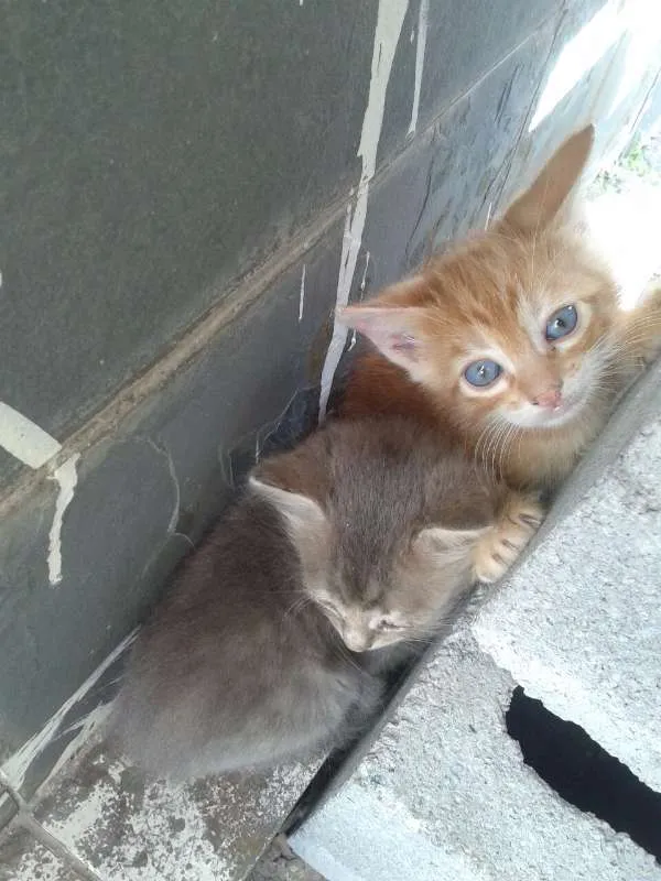 Gato raça sem raça idade Abaixo de 2 meses nome Sem Nome