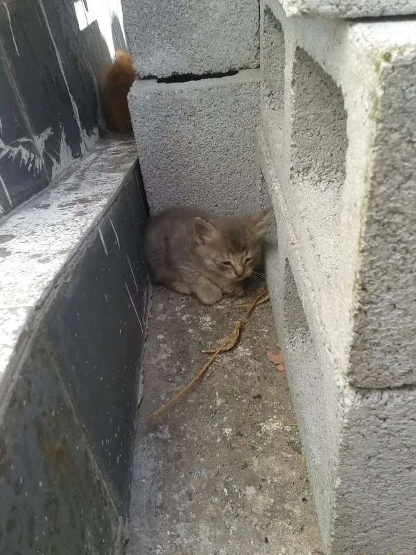 Gato raça sem raça idade Abaixo de 2 meses nome Sem Nome