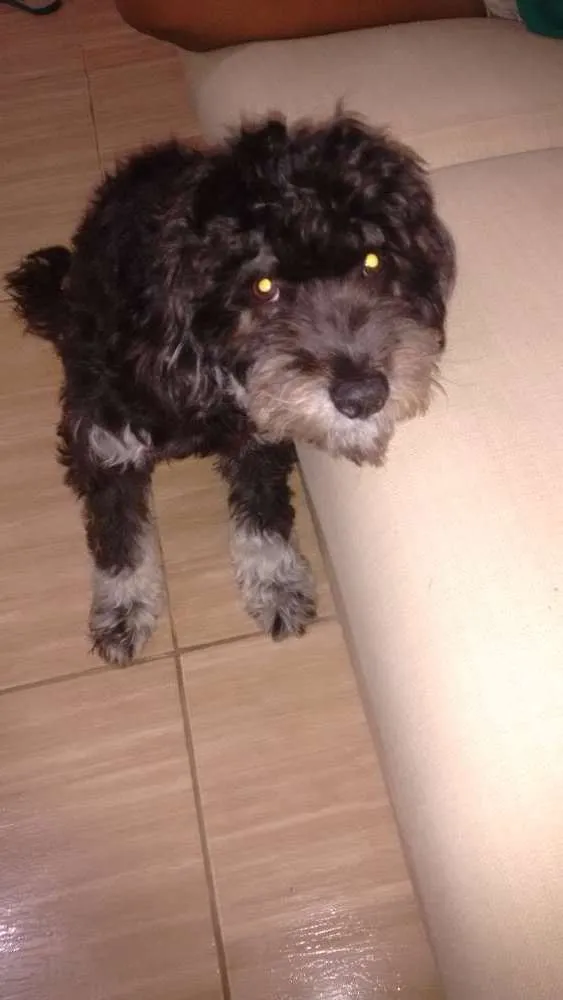 Cachorro ra a York/poodle idade 7 a 11 meses nome Pretinho