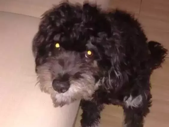 Cachorro ra a York/poodle idade 7 a 11 meses nome Pretinho