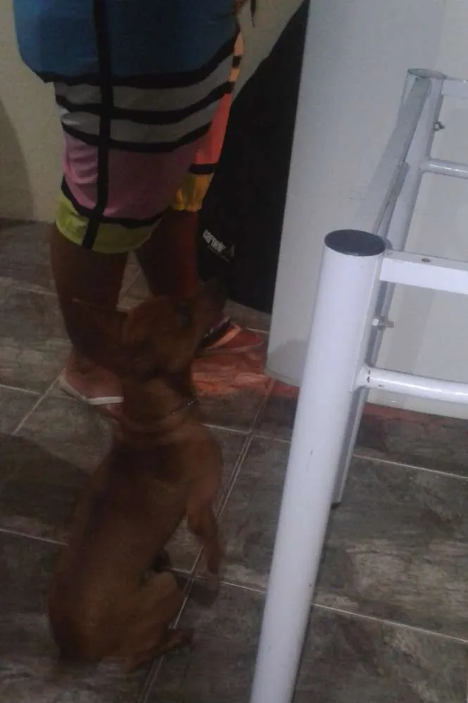 Cachorro raça Pincher idade 1 ano nome Marley